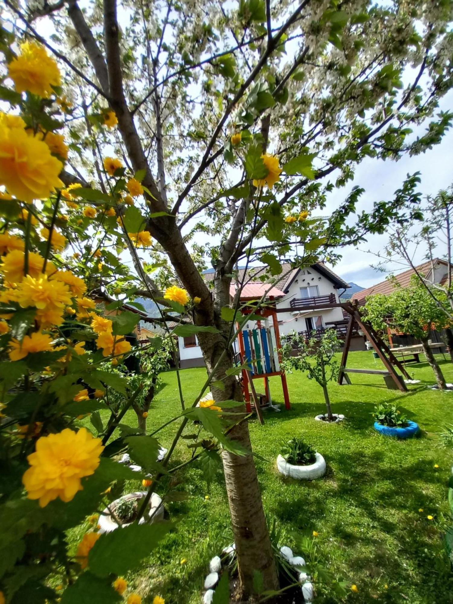 Edelweiss Ilinca Apartamento Zărneşti Exterior foto